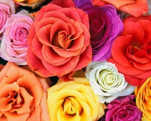 http://slodive.com/inspiration/pictures-of-roses/